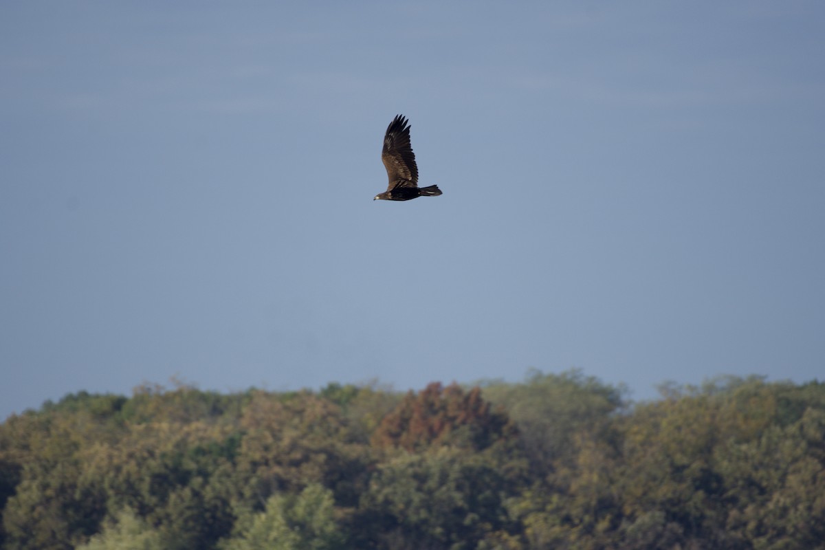 Bald Eagle - ML644299764