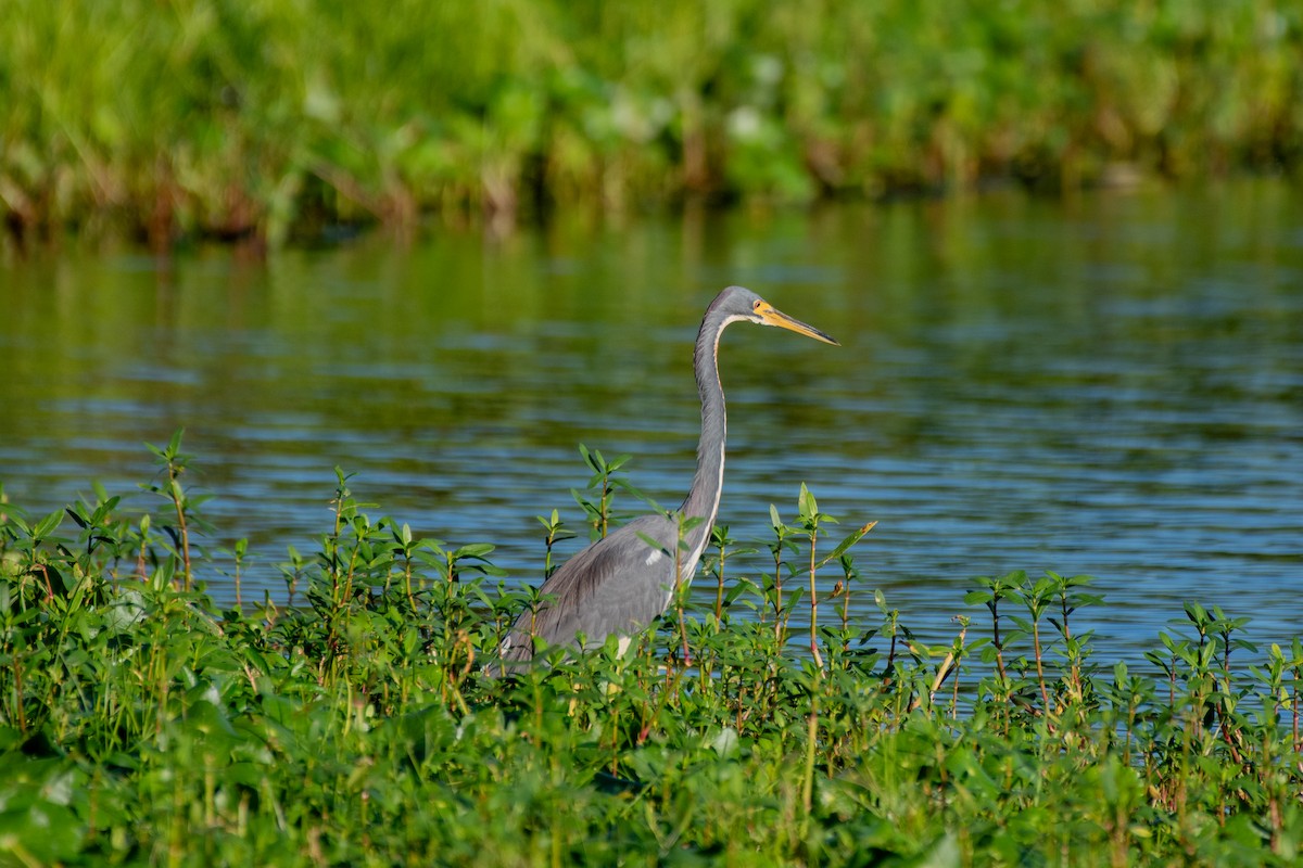 Tricolored Heron - ML644299765