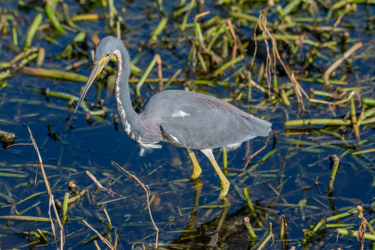 Tricolored Heron - ML644299766