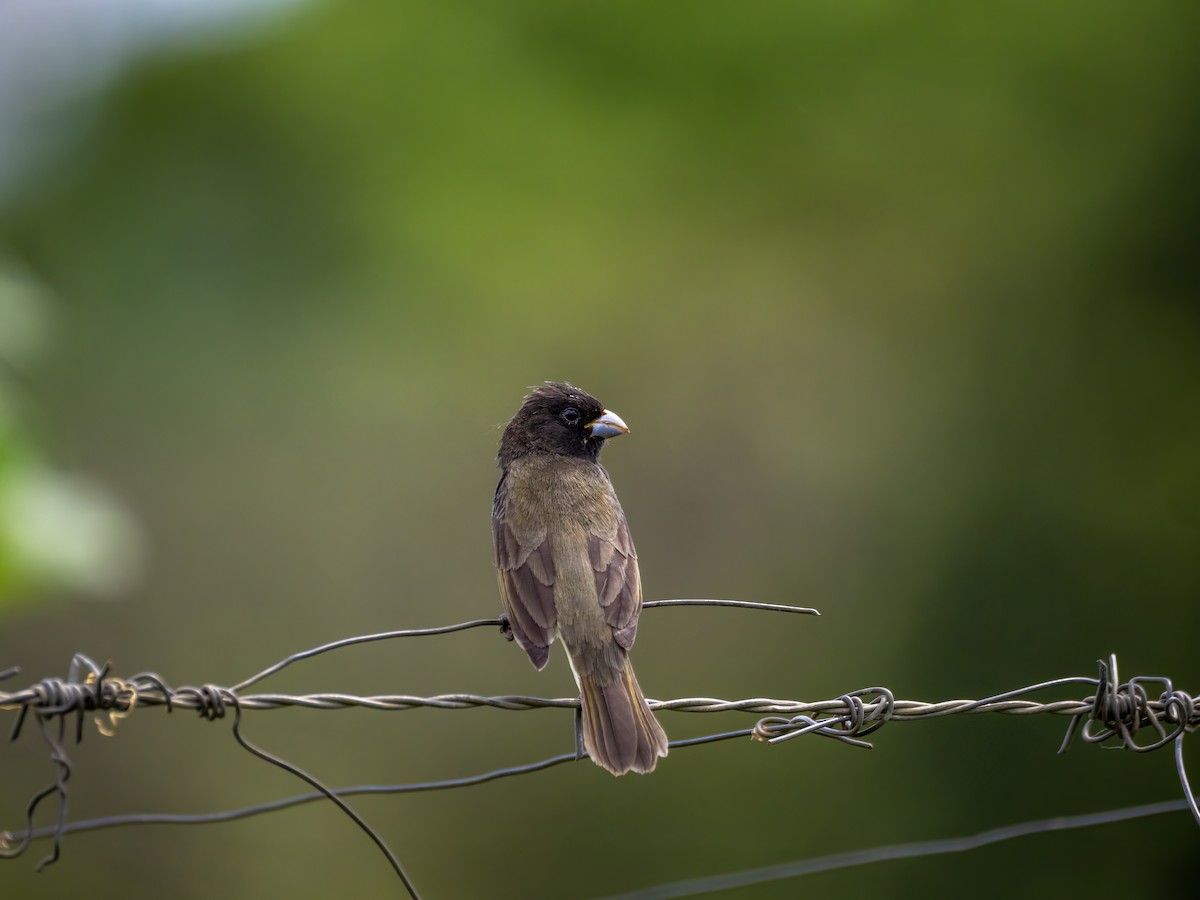 Gelbbauchspelzer - ML644299767