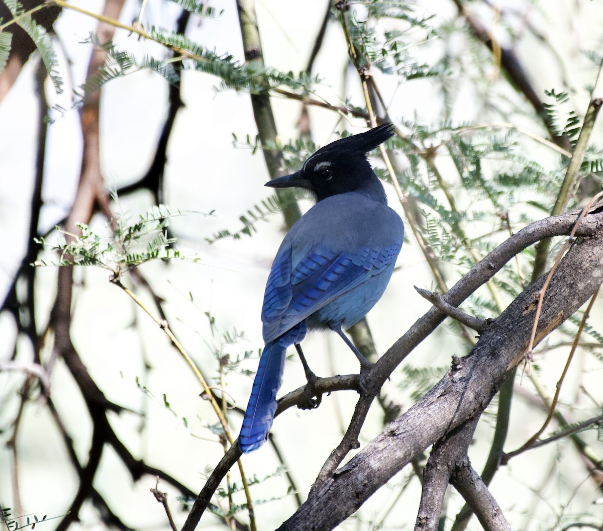 Стеллерова сойка - ML644299768