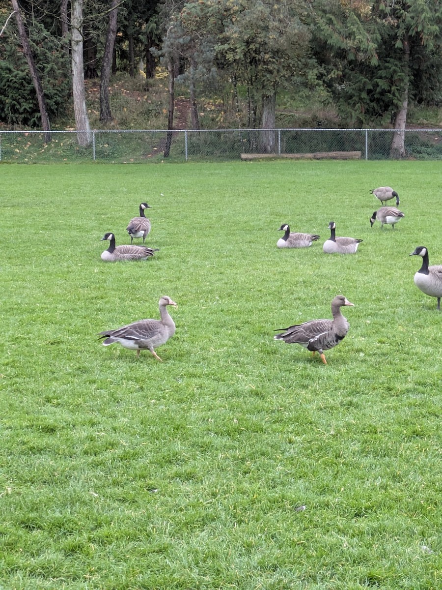 Гуска білолоба - ML644299769