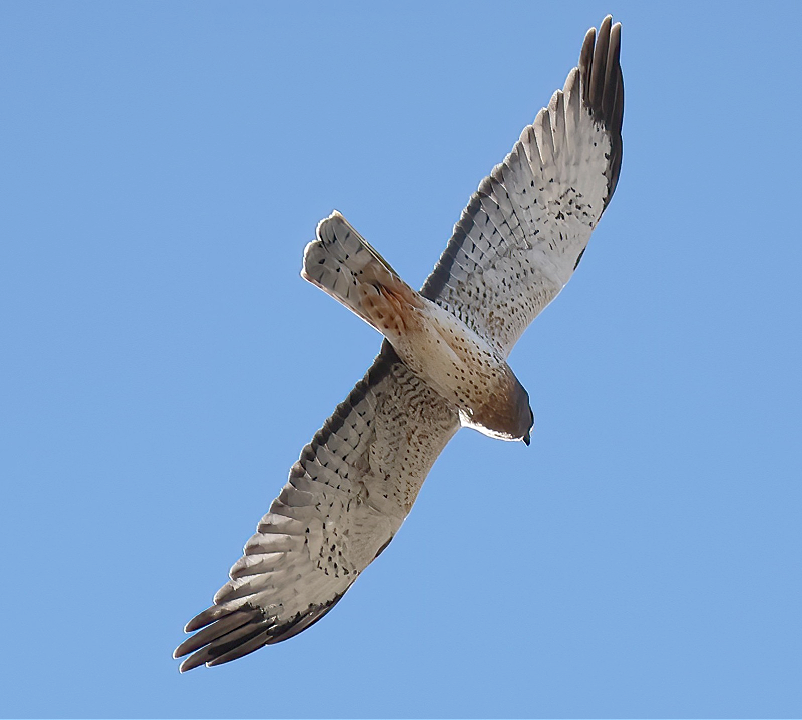 Лунь американський - ML644299770