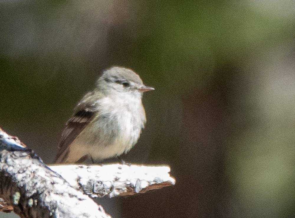 Dusky Flycatcher - ML644299771