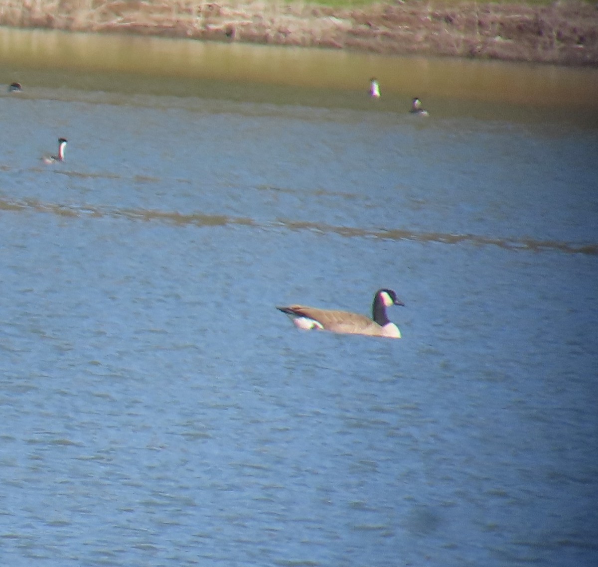 Barnacla Canadiense Chica - ML644299775