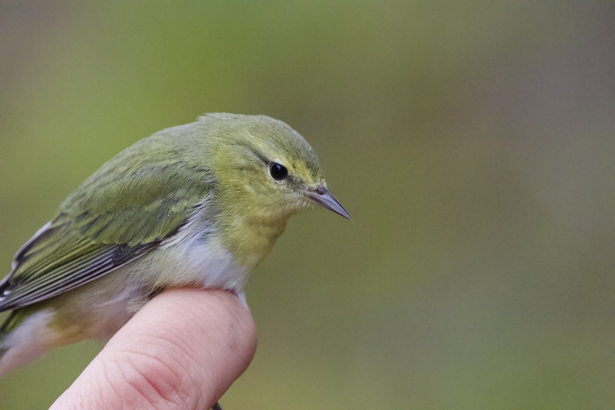 Tennessee Warbler - ML644299777