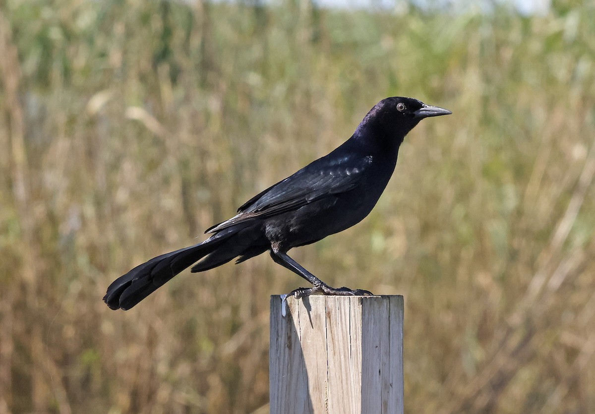 Boat-tailed Grackle - ML644299778