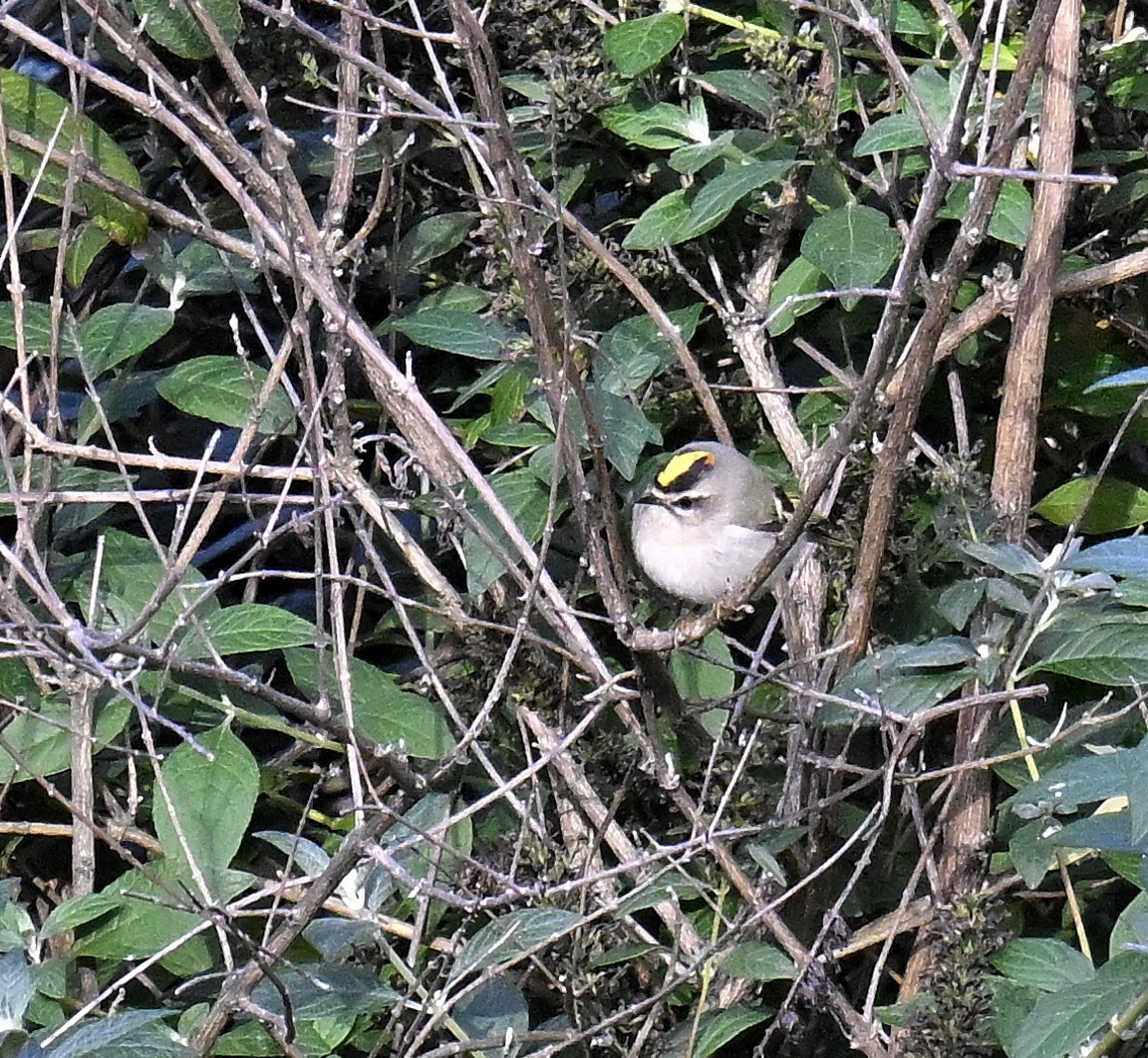 Erregetxo amerikarra - ML644299788