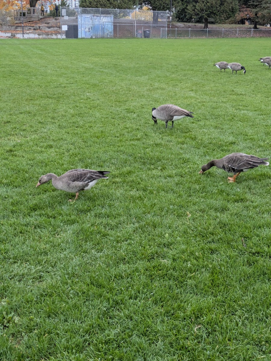 Гуска білолоба - ML644299793