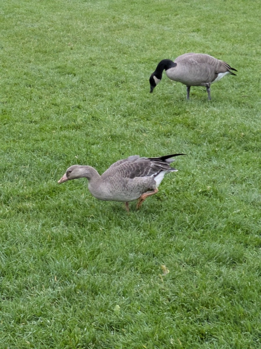 Гуска білолоба - ML644299795