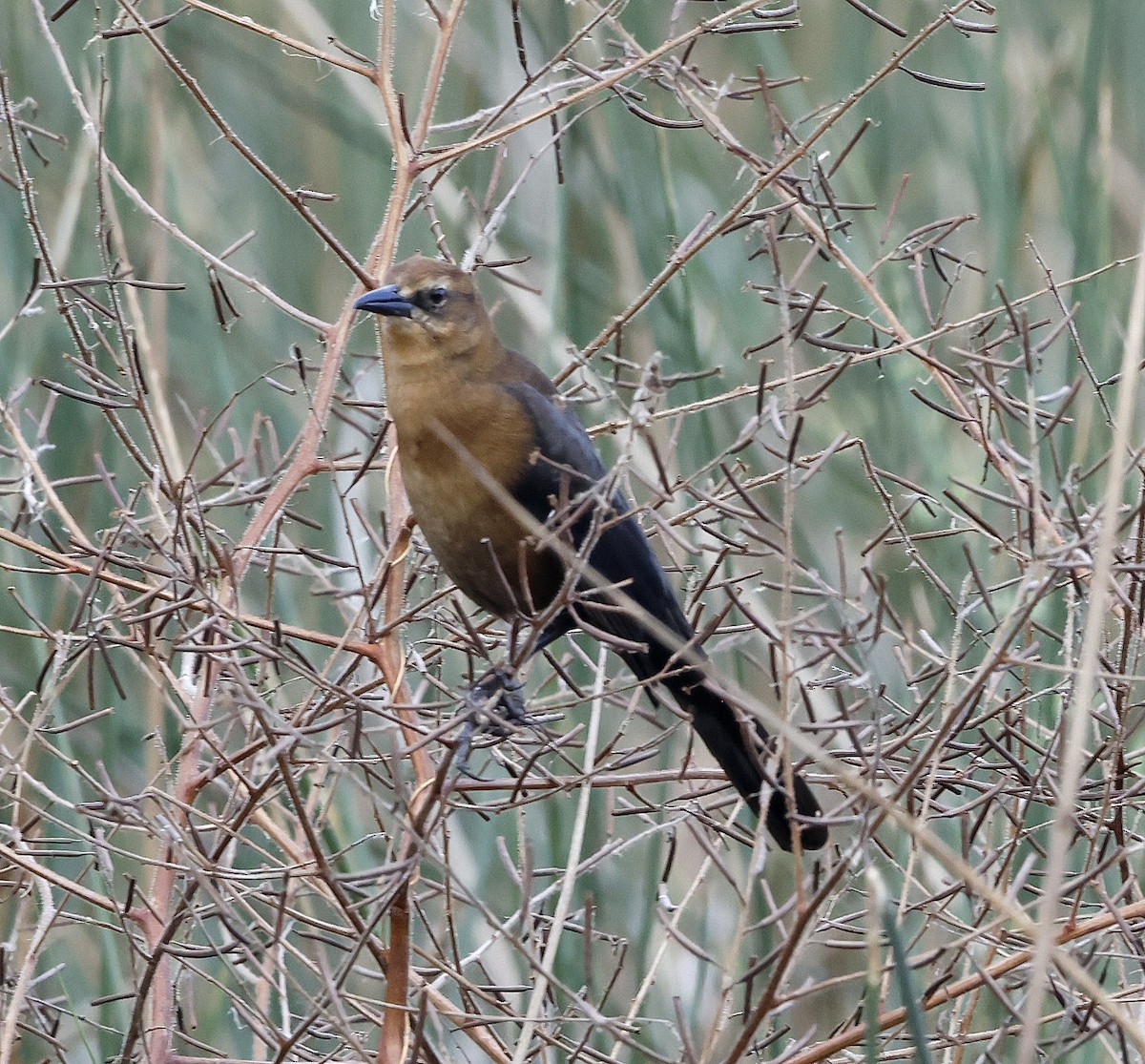 キタオナガクロムクドリモドキ - ML644299796