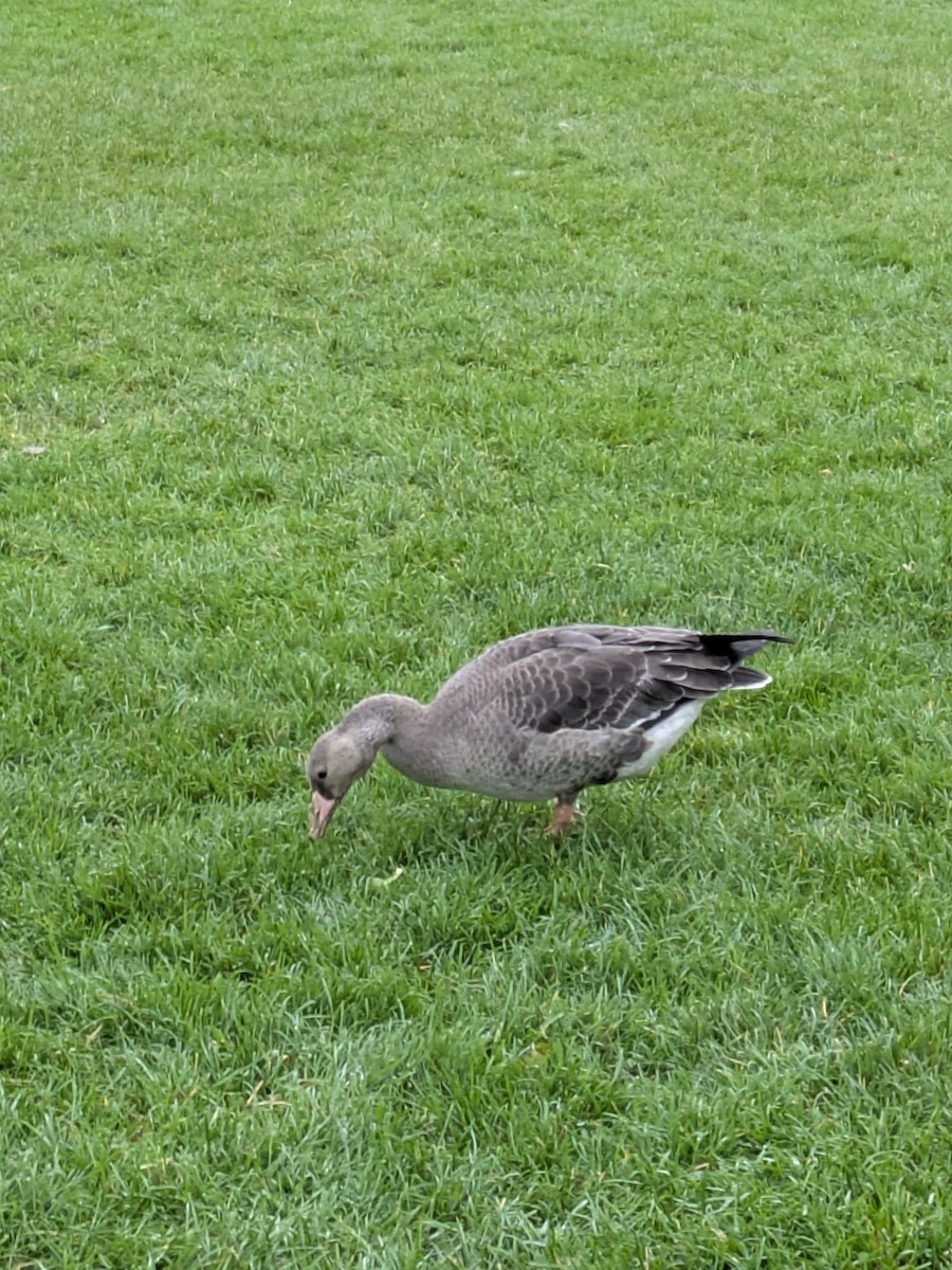 Гуска білолоба - ML644299820