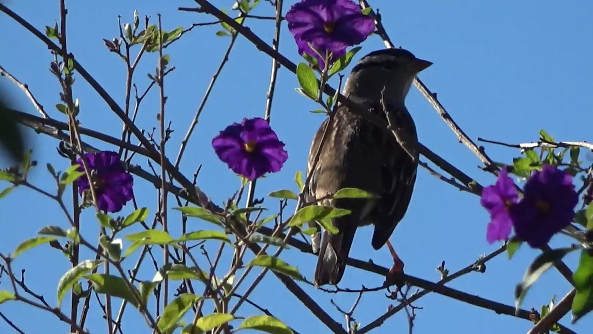 Porsuk Serçesi - ML644299822