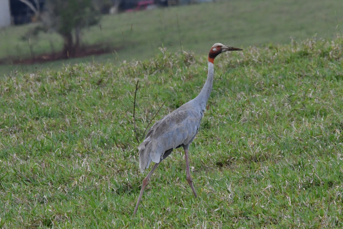 Sarus Crane - ML644299823