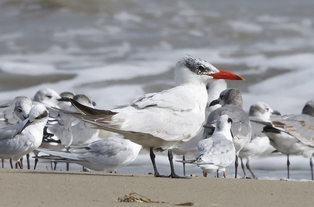 Caspian Tern - ML644299824