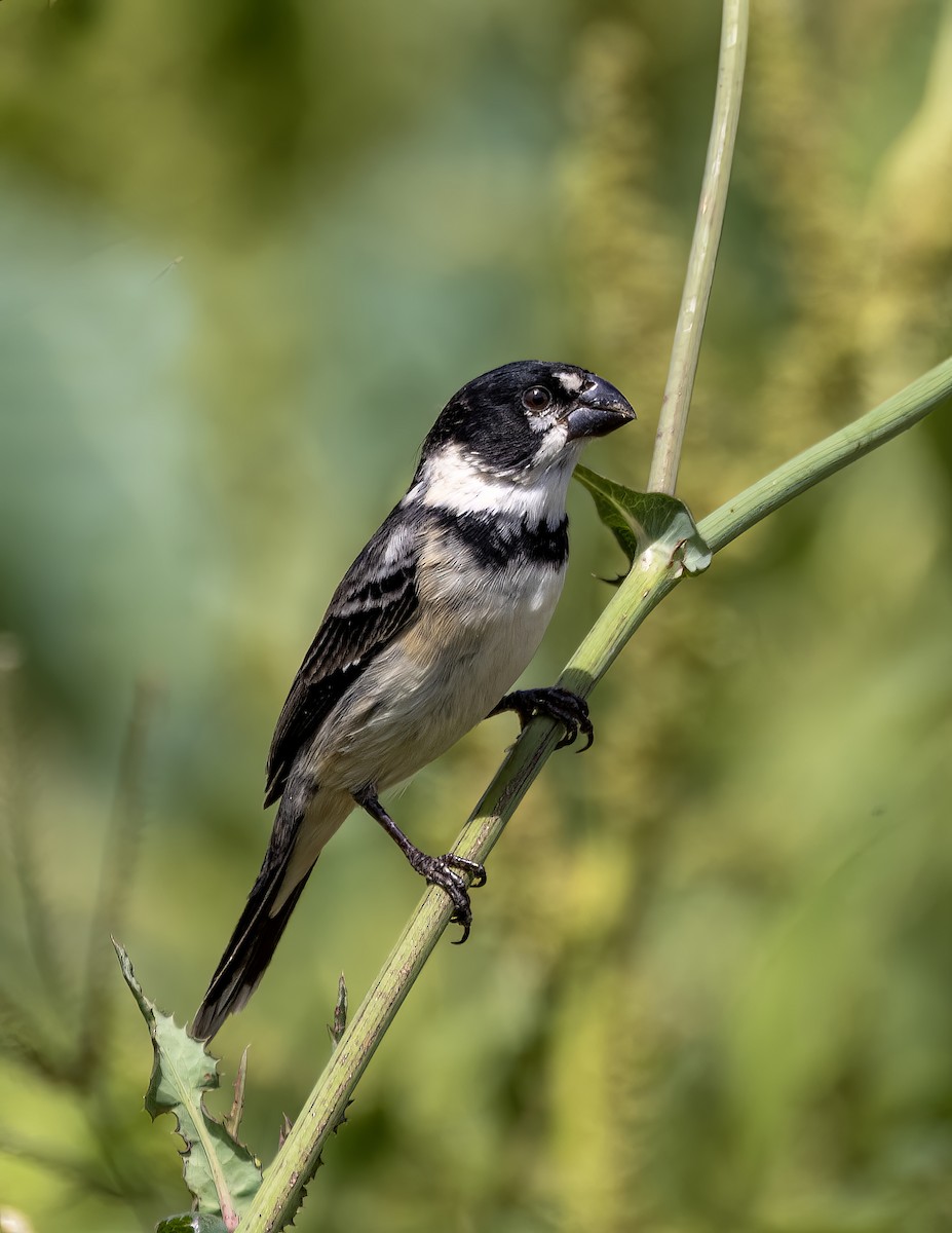 rustnakkefrøeter - ML644299825