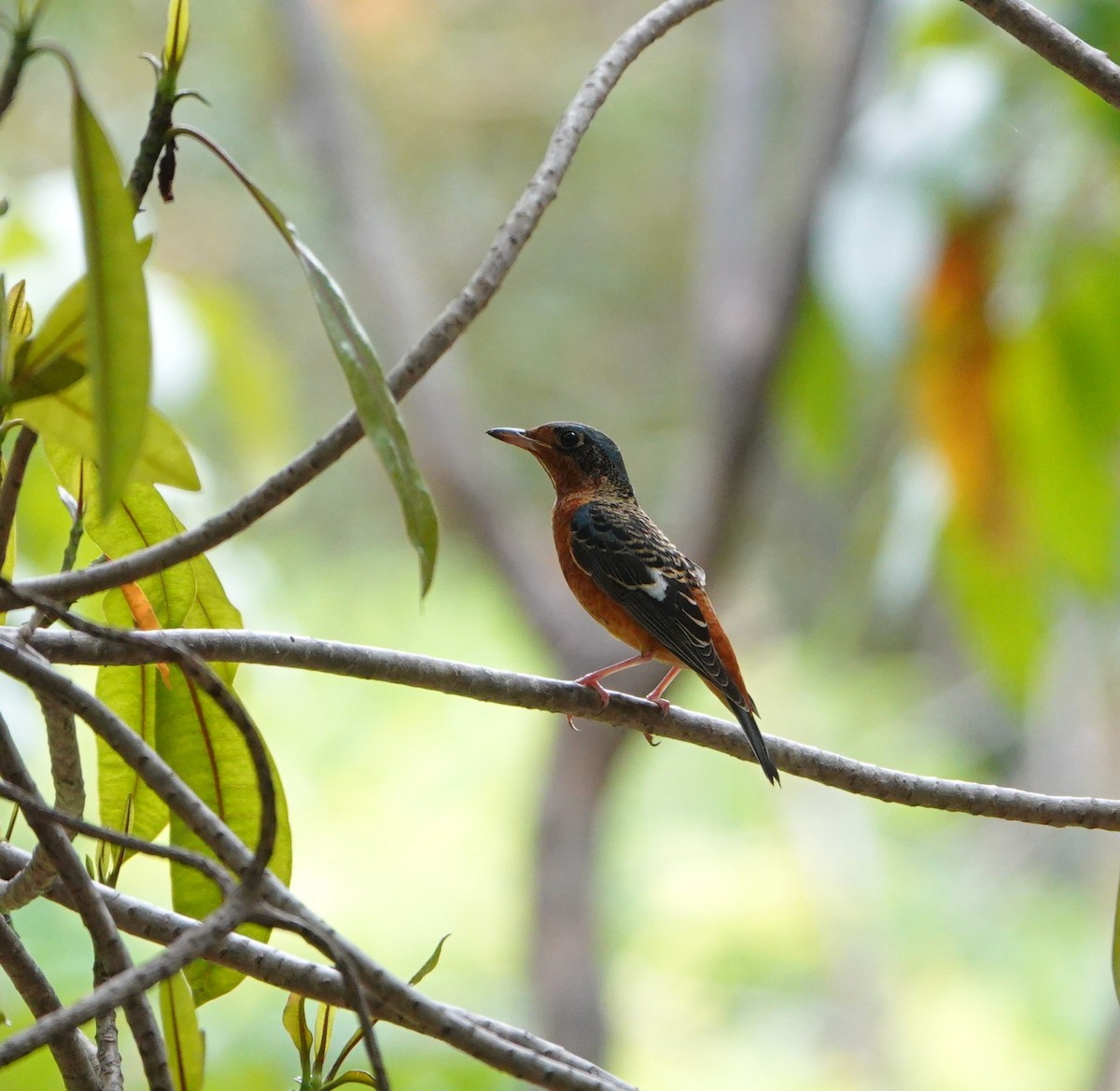White-throated Rock-Thrush - ML644299832