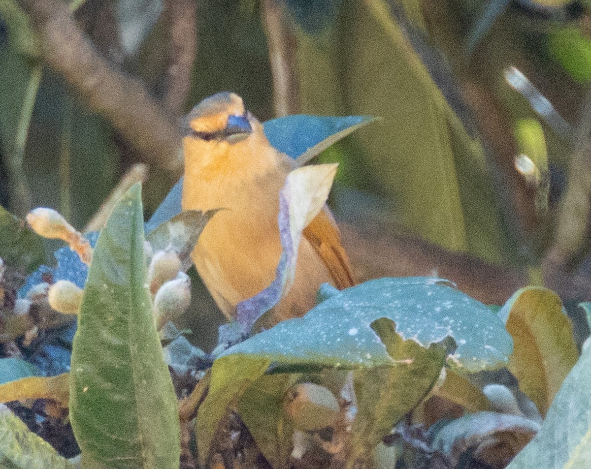 Brown Tanager - ML644299836