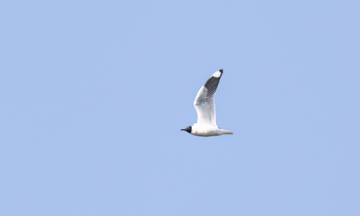 Andean Gull - ML644299838