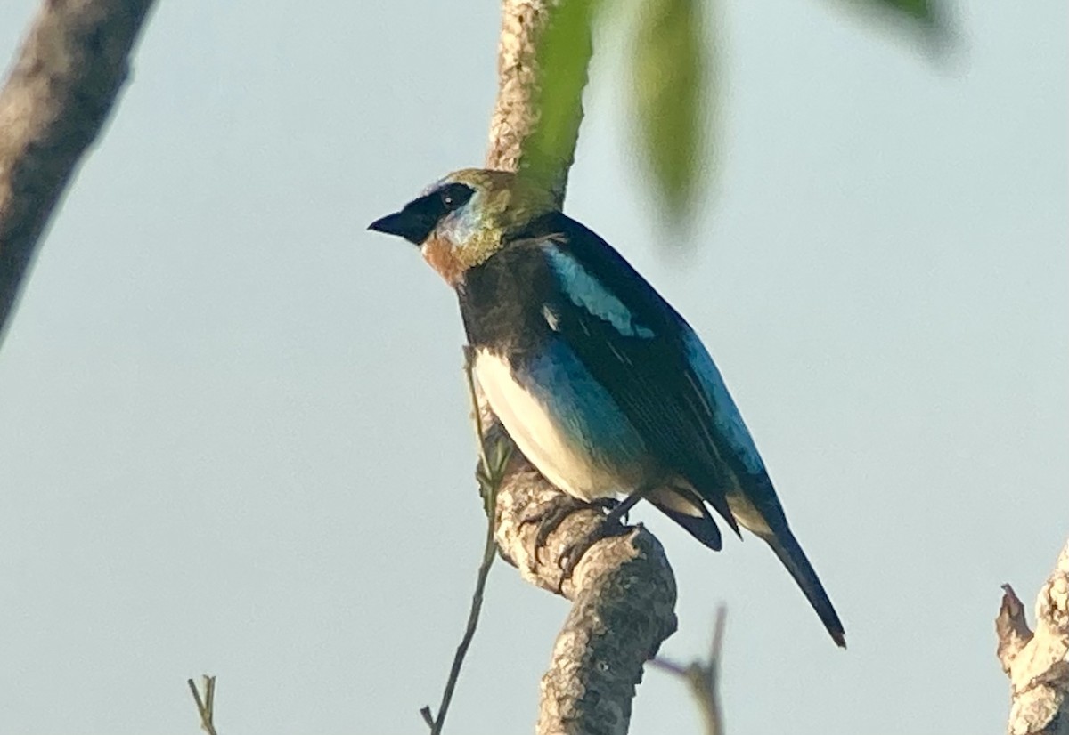 Золотистоголовая танагра - ML644299840