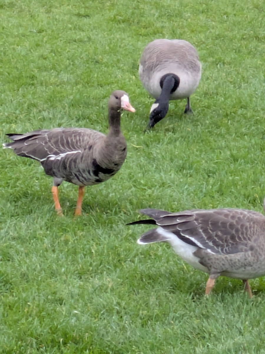 Гуска білолоба - ML644299842