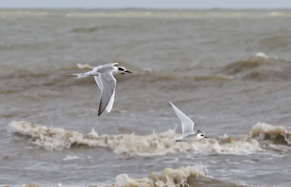 Крячок неоарктичний - ML644299843