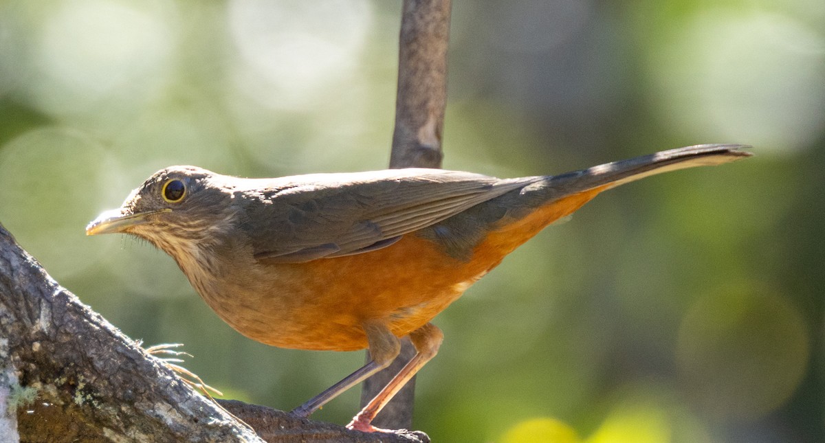 Rufous-bellied Thrush - ML644299845
