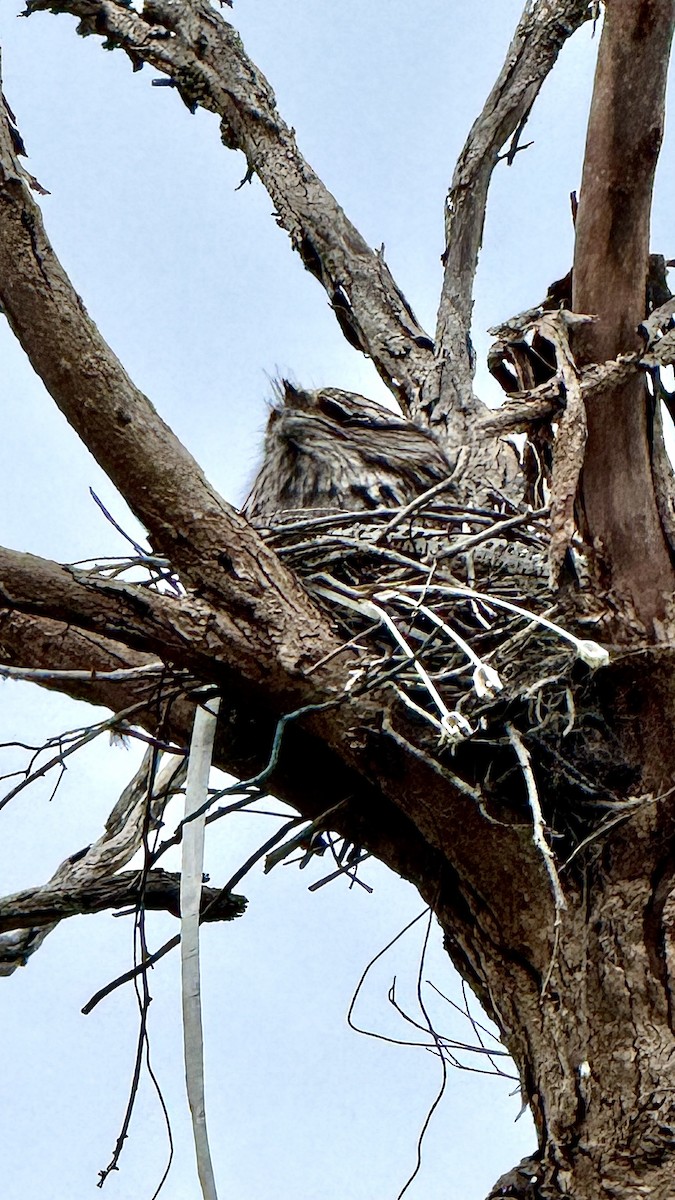 Tawny Frogmouth - ML644299846