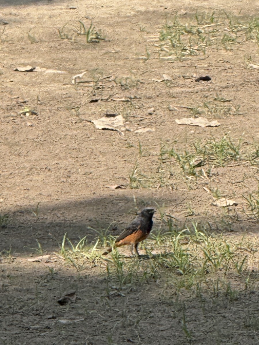 rehek domácí - ML644299850