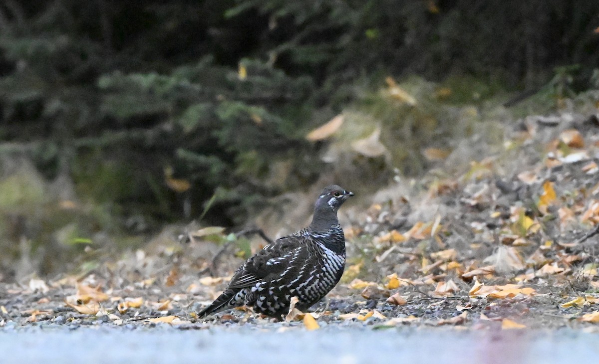 Spruce Grouse - ML644299852