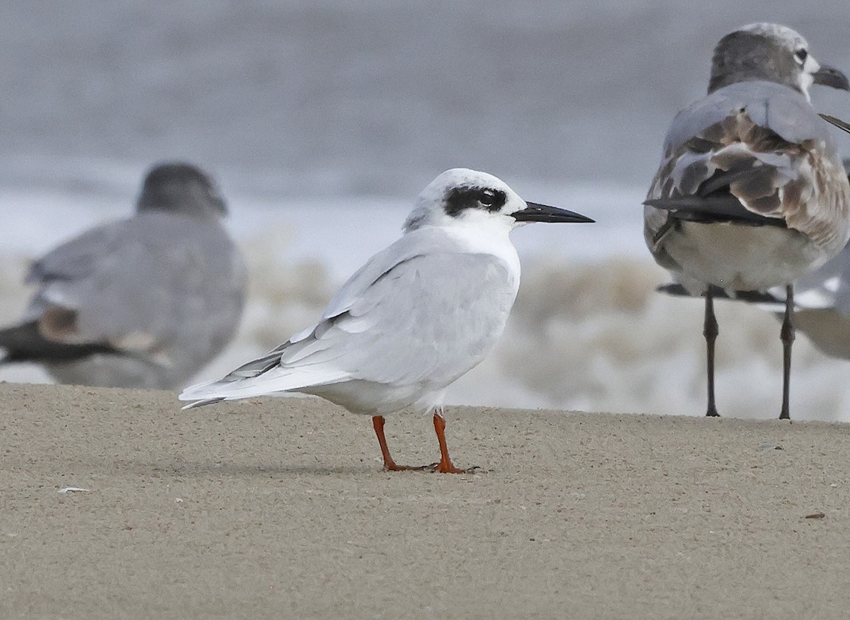 Крячок неоарктичний - ML644299858