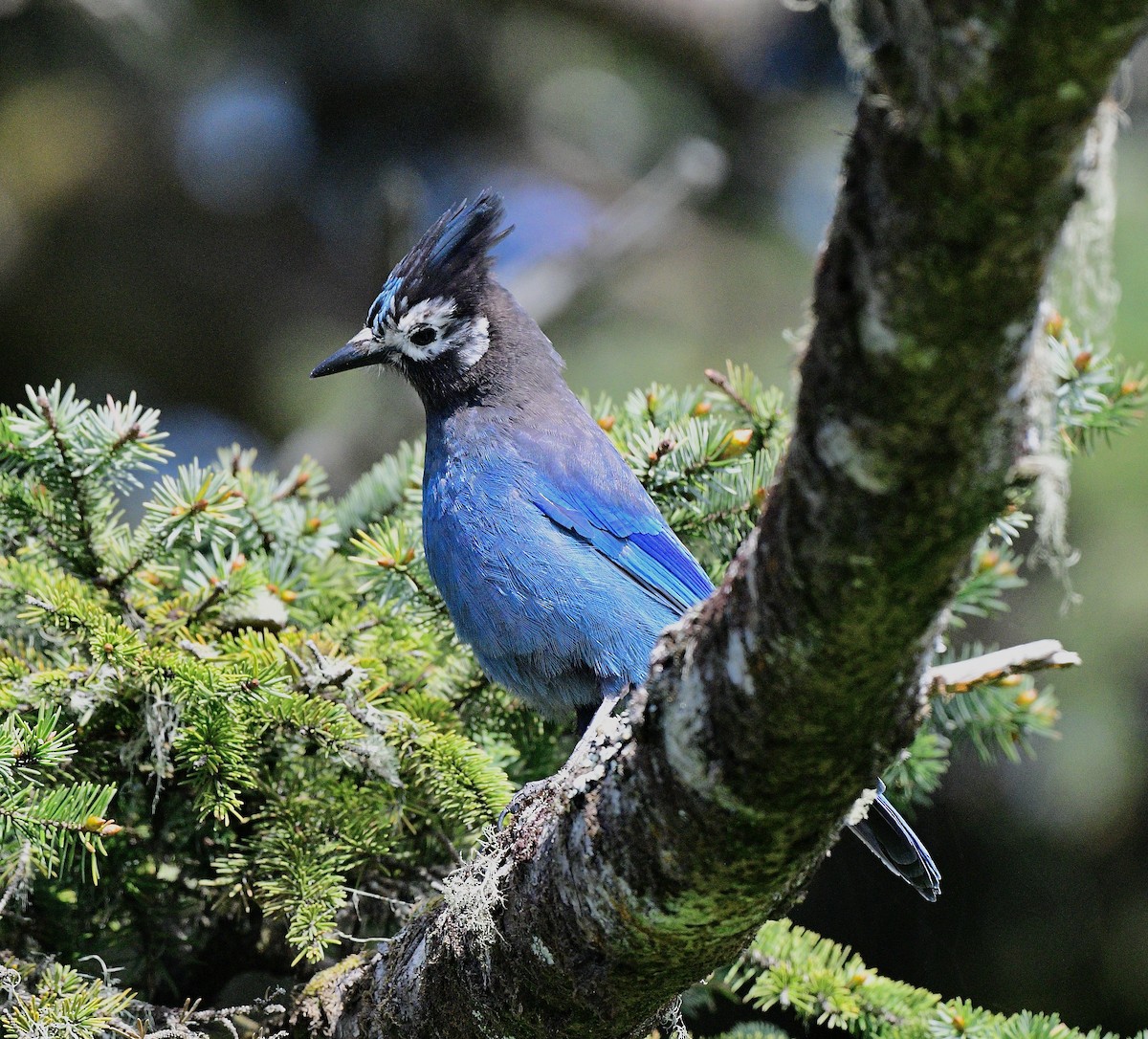 Стеллерова сойка - ML644299859