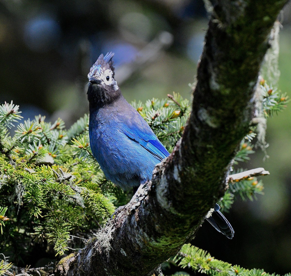 Стеллерова сойка - ML644299862