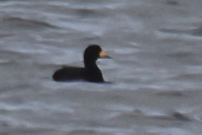 Black Scoter - ML644299863