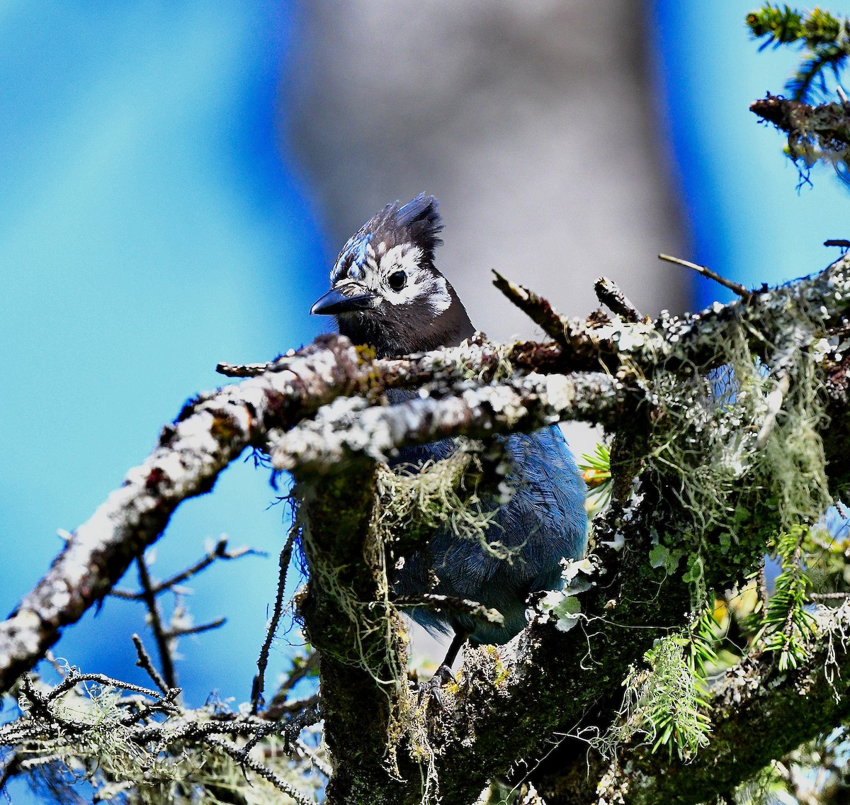 Стеллерова сойка - ML644299864