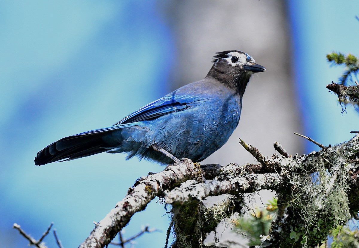 Стеллерова сойка - ML644299866