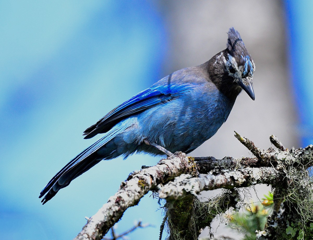 Стеллерова сойка - ML644299873