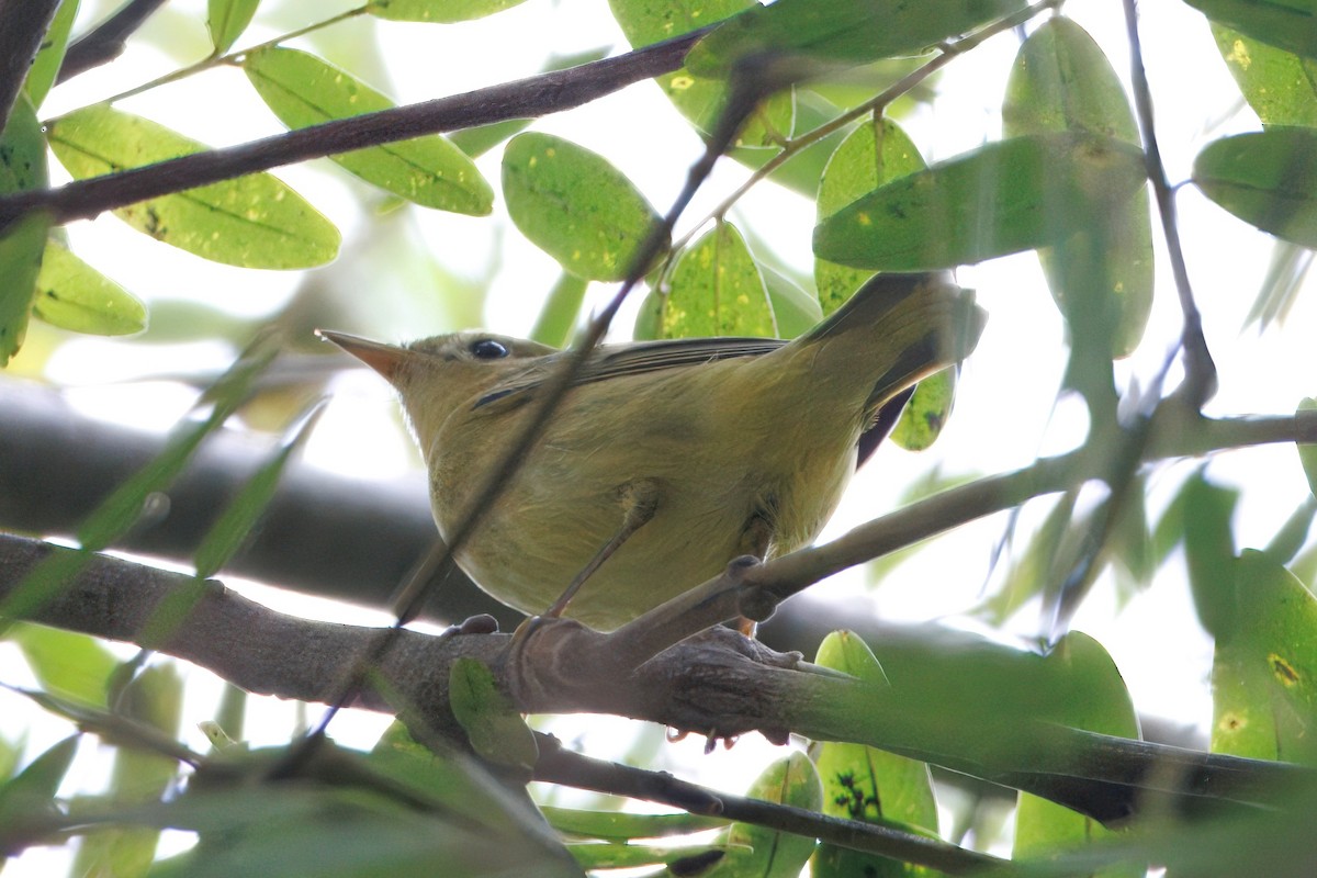 Northern Yellow Warbler - ML644299875