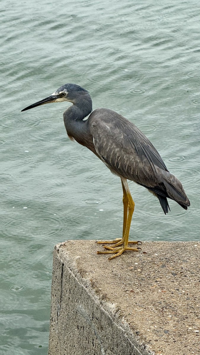 volavka bělolící - ML644299879