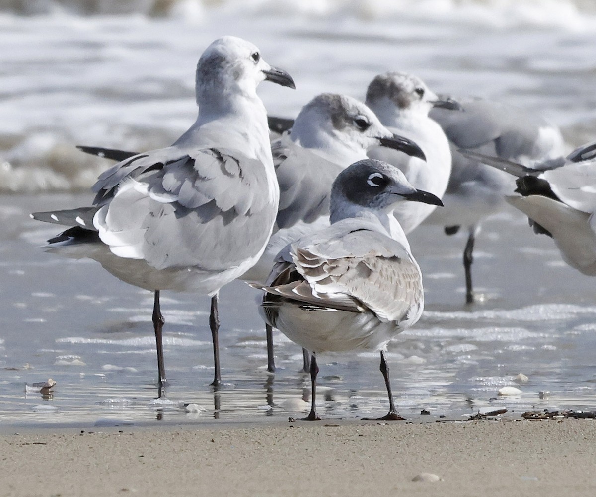 Franklin's Gull - ML644299880