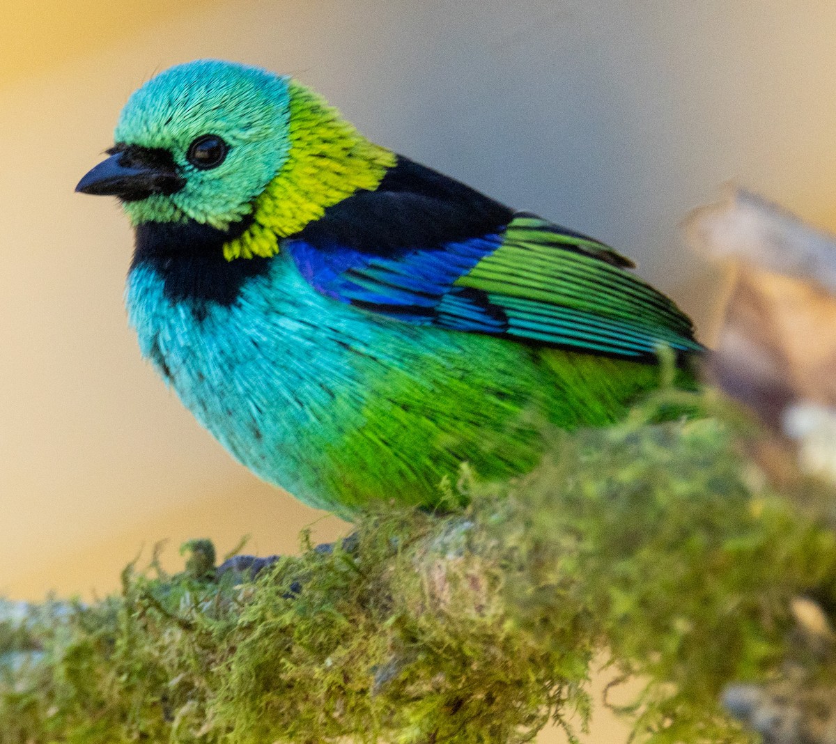 Green-headed Tanager - ML644299881