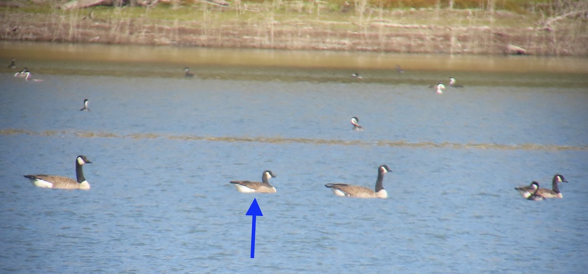 Barnacla Canadiense Chica - ML644299889