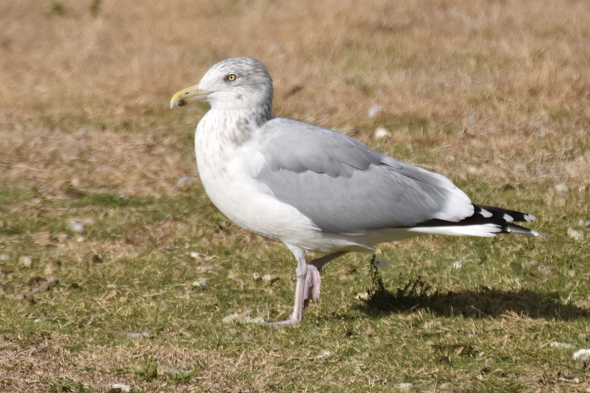 American Herring Gull - ML644299890