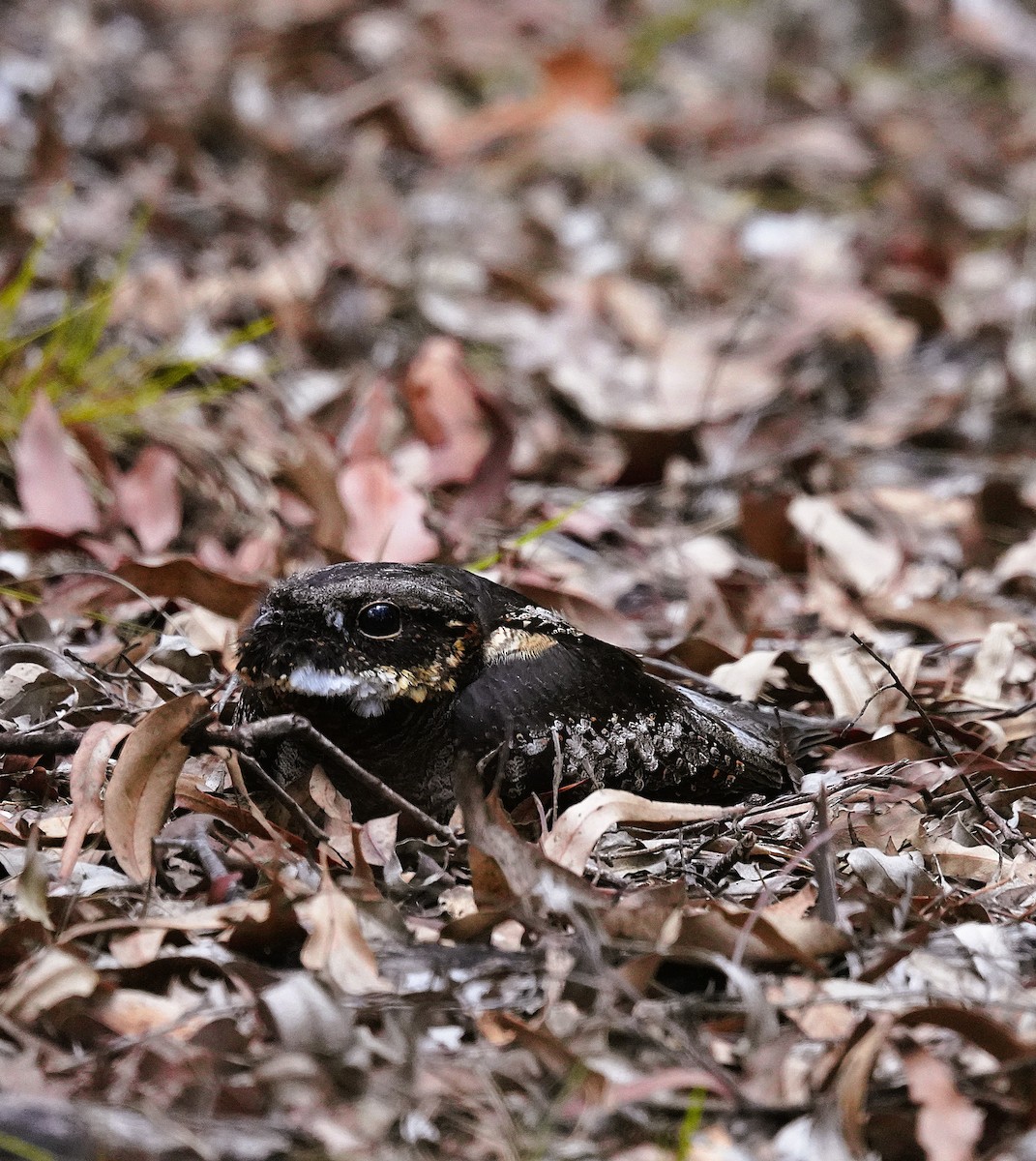 オオヒゲナシヨタカ - ML644299891