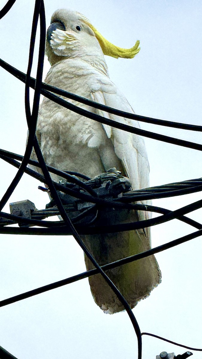 kakadu žlutočečelatý - ML644299892