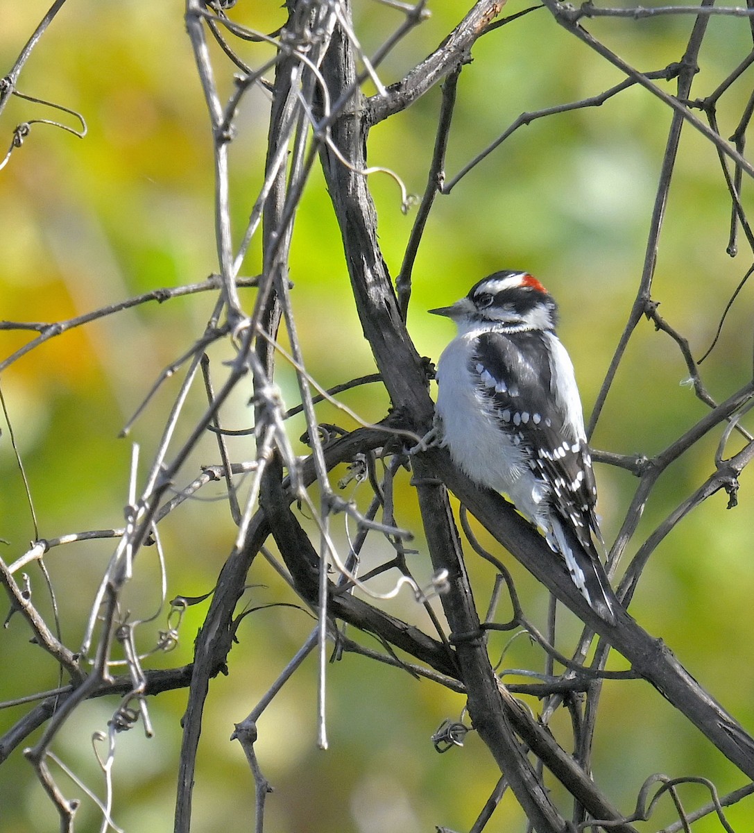 Downy Woodpecker - ML644299895
