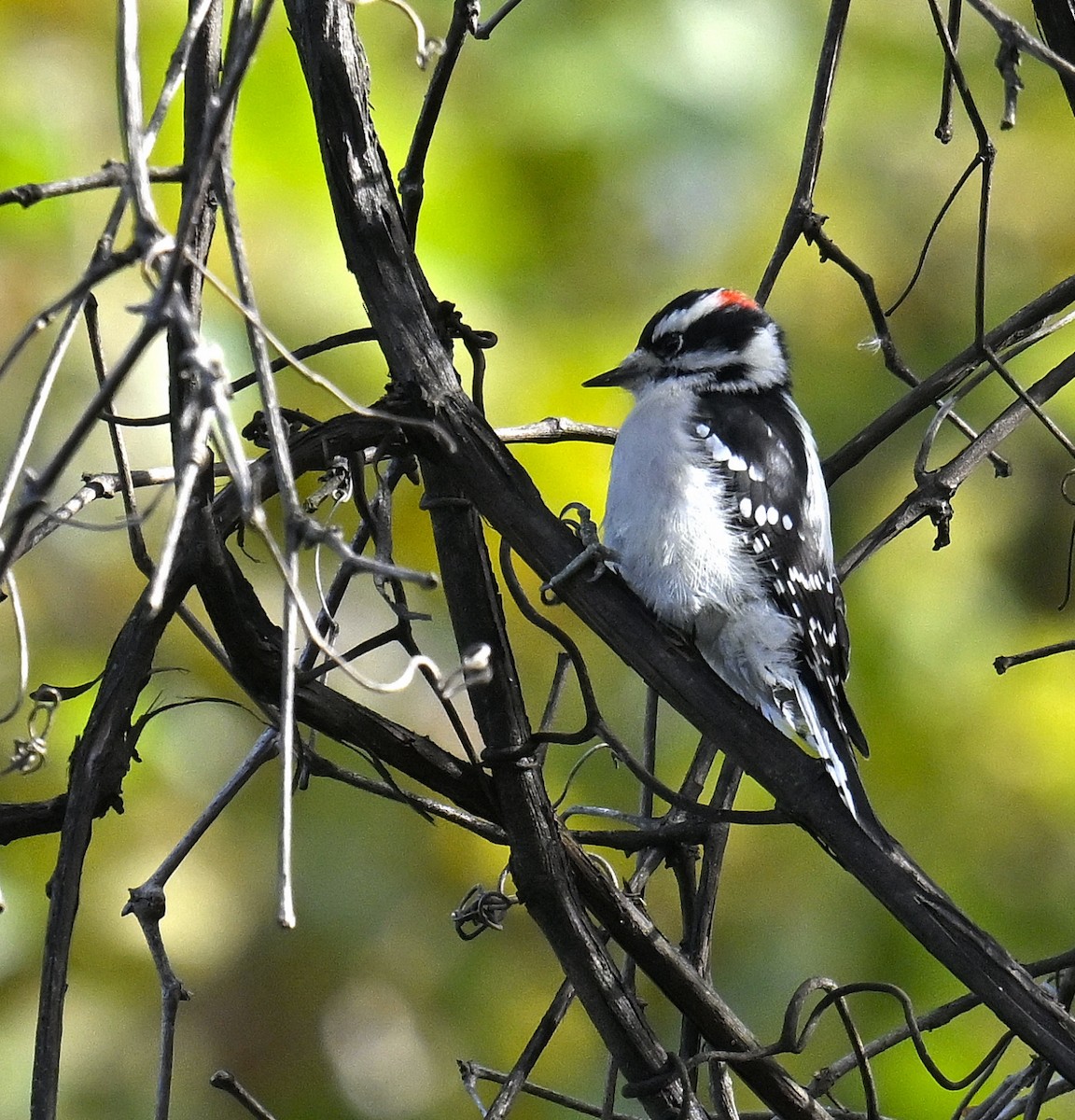 Downy Woodpecker - ML644299896