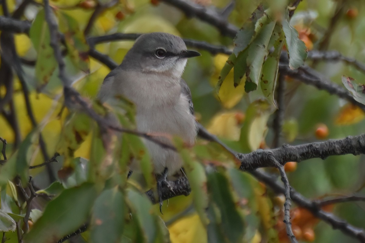 Northern Mockingbird - ML644299897