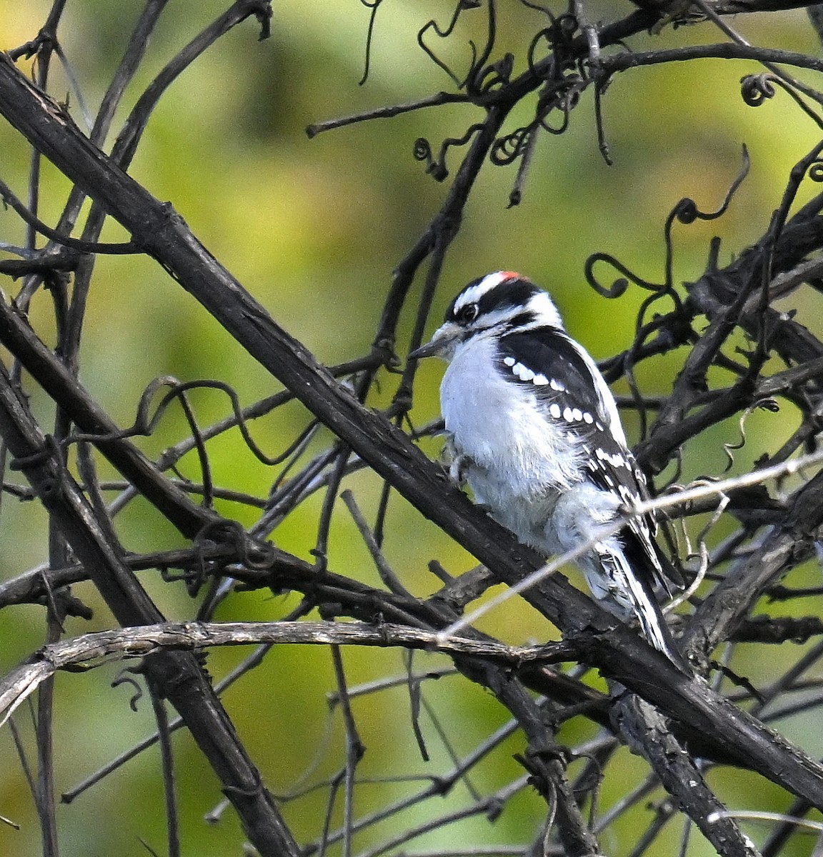 Downy Woodpecker - ML644299898