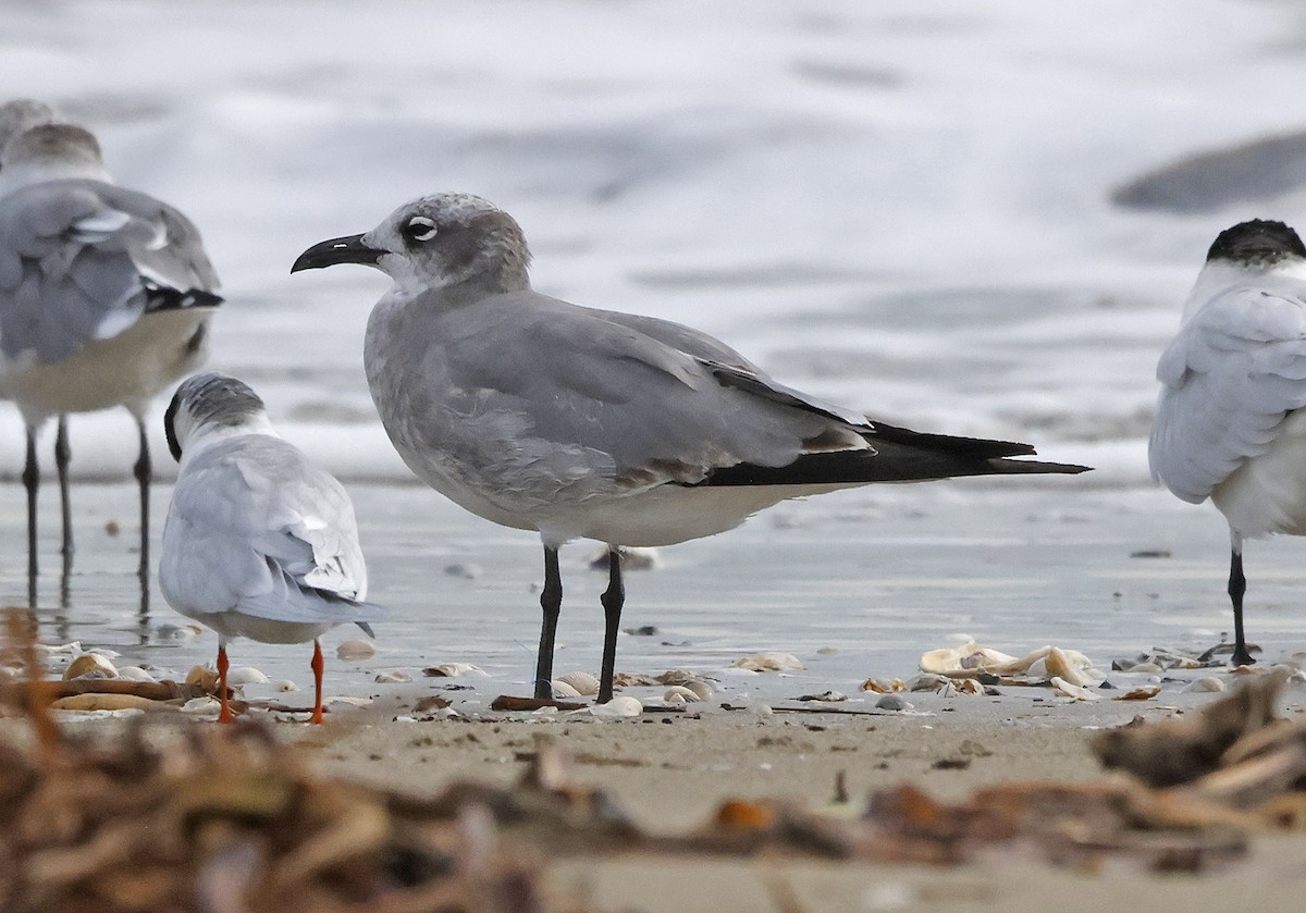 Laughing Gull - ML644299899